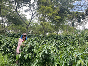 A coffee farmer tending to lush coffee plants in the Copán region of Honduras, where sustainable practices and organic cultivation methods produce high-quality coffee beans.