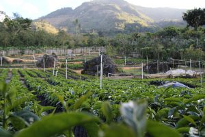 Huehuetenango Guatemala Coffee Origin