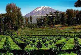 Tanzania Coffee Origins