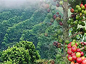 A close-up of ripe coffee cherries growing on trees alongside a view of the lush coffee farms in Cantón Zacatal, El Salvador, where Pacas and Bourbon coffee varieties thrive.