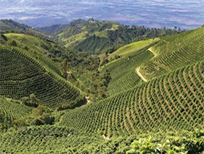 El Salvador – Cantón Zacatal Single Origin Coffee High-altitude coffee farms in Cantón Zacatal, El Salvador, where Ricco Coffee sources its specialty-grade beans grown in volcanic soil by small-scale farmers
