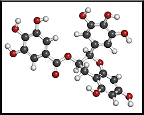The molecular structure of Epigallocatechin-3-gallate (EGCG), a powerful antioxidant in coffee, displayed scientifically.